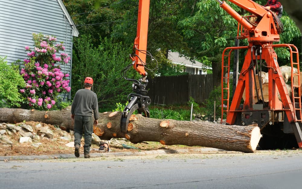 tree removal