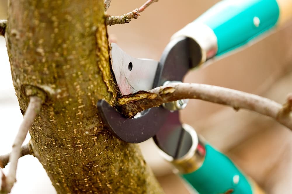 commercial tree care monterey ca 1