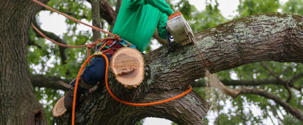 what do tree services do with wood