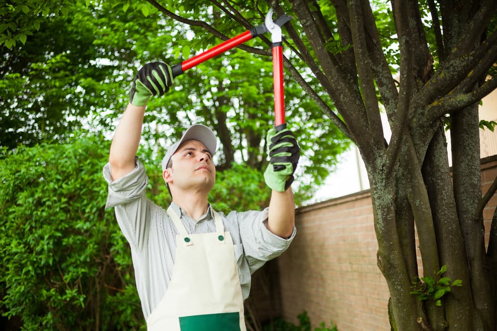 when not to trim trees