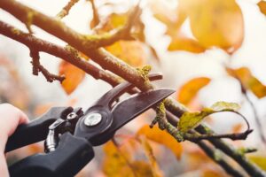 when to trim trees