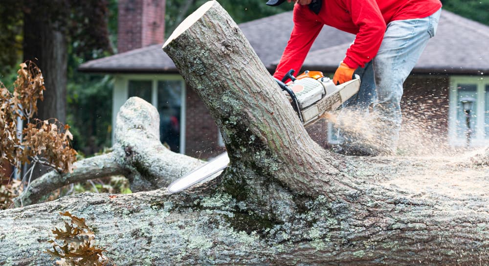 tree removal