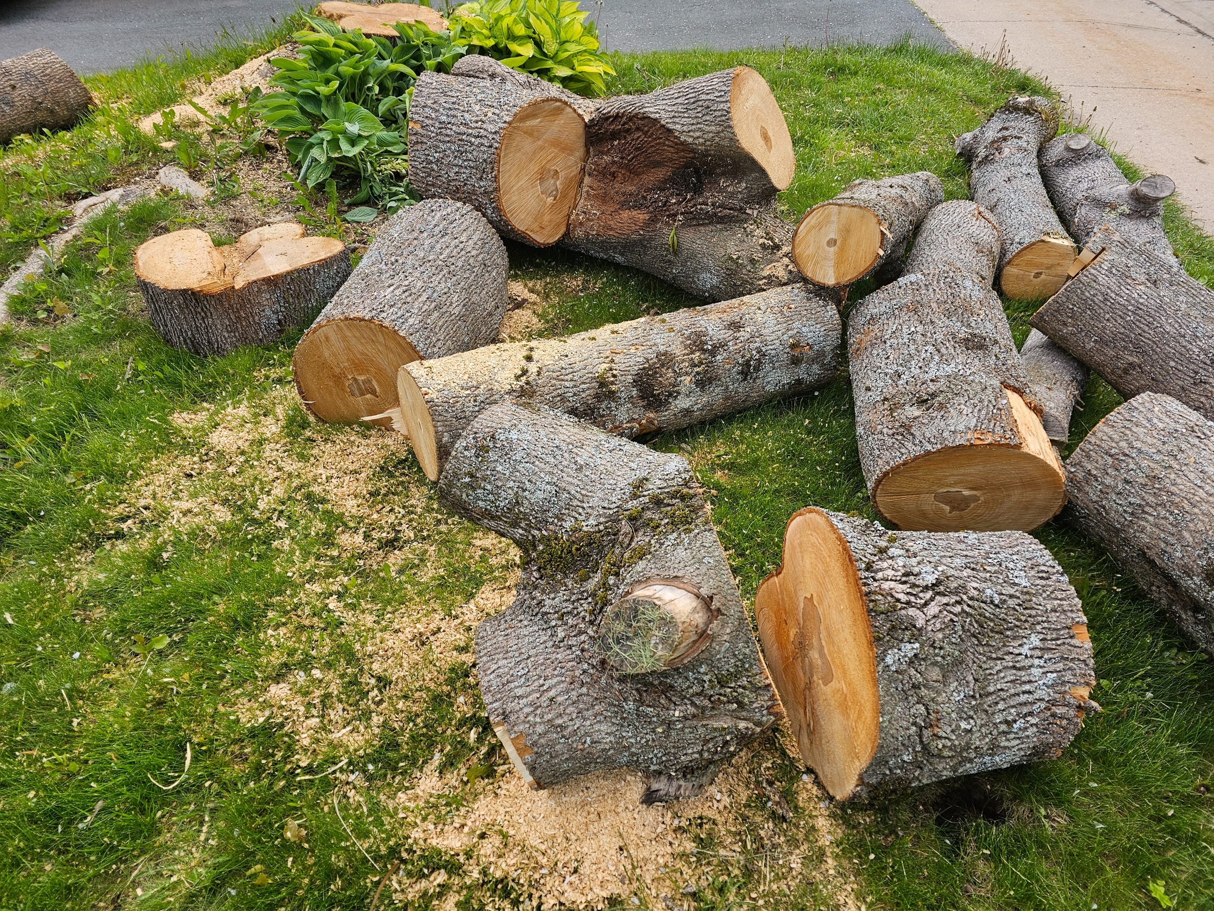 remaining logs from chopped tree