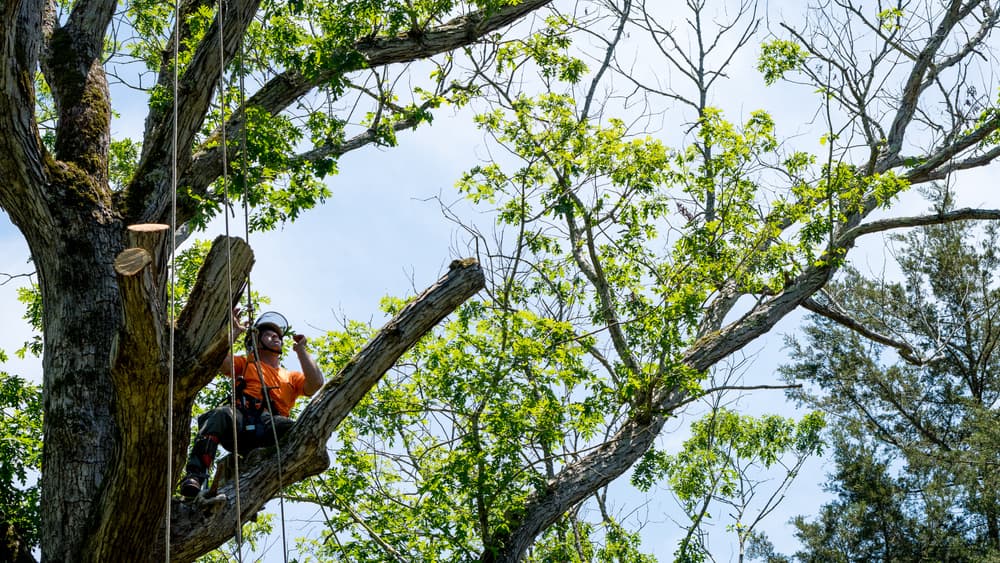 tree pruning