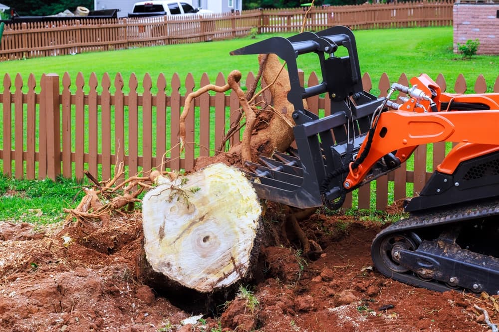 tree removal service