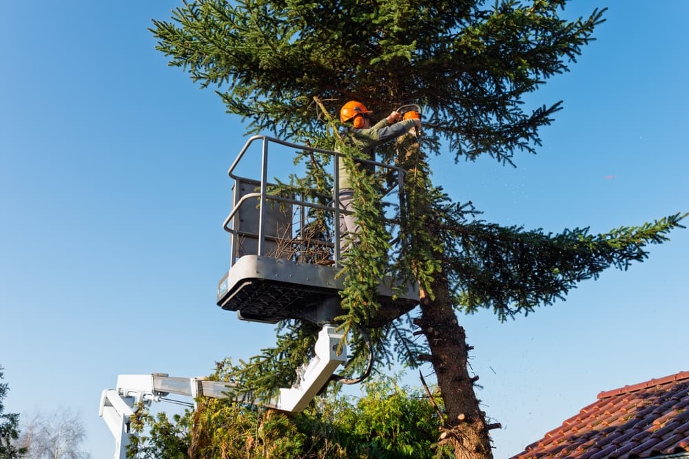 tree trimming