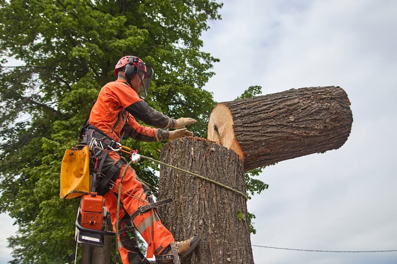 tree services
