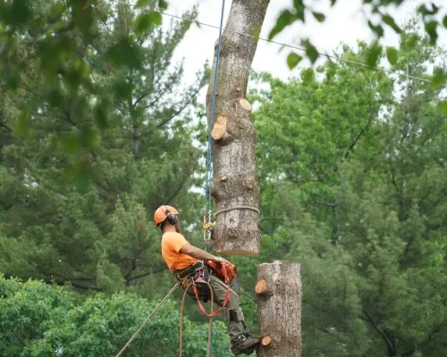 arborist removing tree