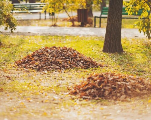 fallen leaves