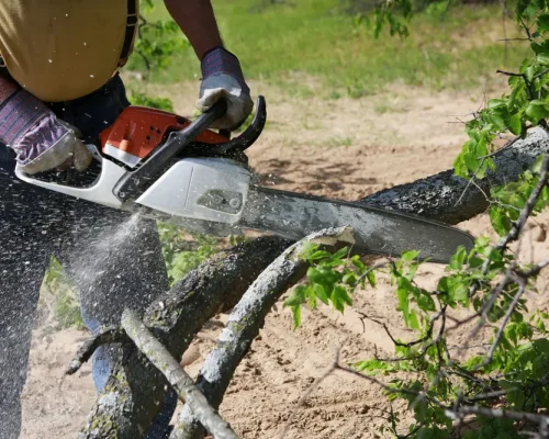 tree cutting