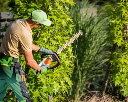 tree maintenance services