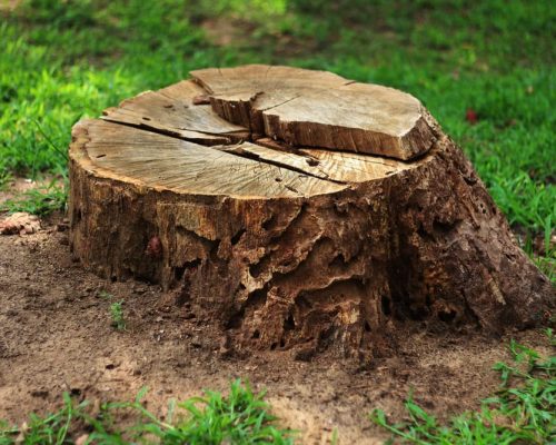 tree stump