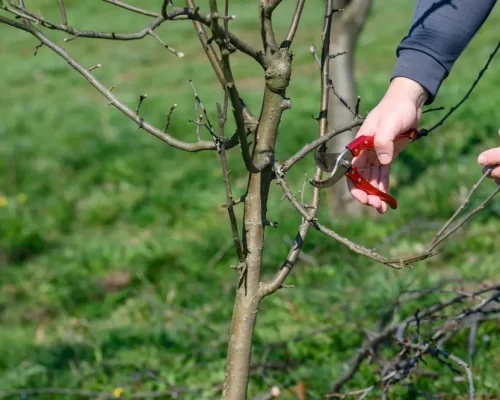 tree trimming